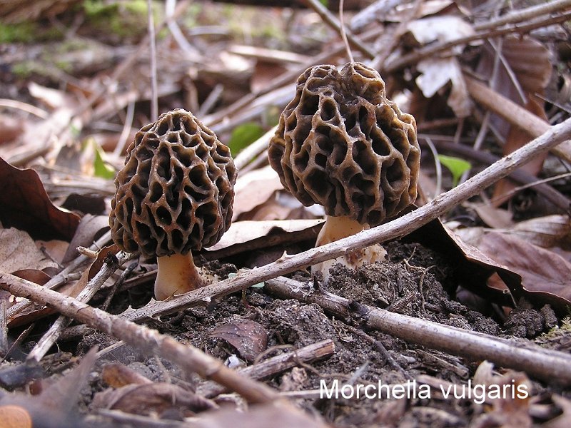 Morchella vulgaris-amf2067.jpg - Morchella vulgaris ; Syn: Morchella esculenta var.vulgaris ; Non français: Morille commune